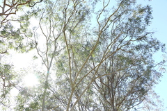 Corymbia tessellaris