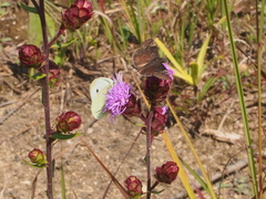 Pieris rapae