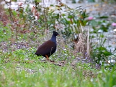 Megapodius reinwardt