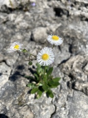 Erigeron philadelphicus provancheri