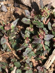 Euphorbia ophthalmica