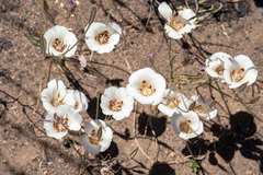 Calochortus venustus