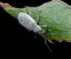 Cyrtepistomus castaneus