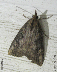 Hypena humuli
