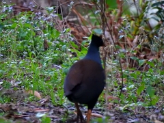 Megapodius reinwardt