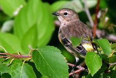 Setophaga coronata coronata