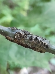 Callirhytis quercusgemmaria