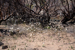 Calochortus venustus