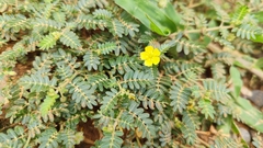 Tribulus terrestris