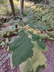 Callirhytis quercusgemmaria
