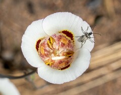 Calochortus venustus