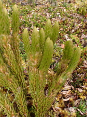 Lycopodiaceae