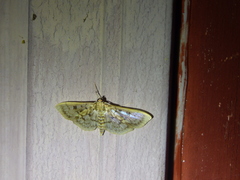 Herpetogramma thestealis