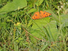 Junonia almana