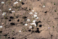 Calochortus venustus