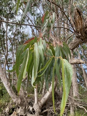 Eucalyptus globulus