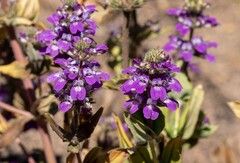 Collinsia tinctoria