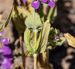 Collinsia tinctoria