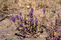 Collinsia tinctoria