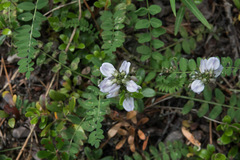 Astragalus alpinus