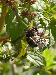 Euodynerus hidalgo