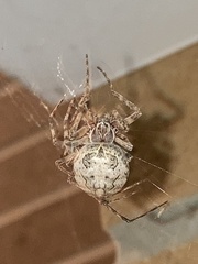 Larinioides sclopetarius