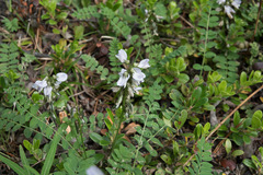 Astragalus alpinus