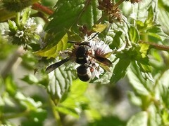Euodynerus hidalgo