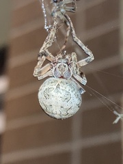 Larinioides sclopetarius