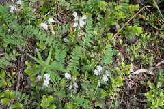 Astragalus alpinus