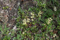 Pyrola chlorantha