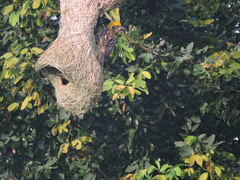 Ploceus philippinus
