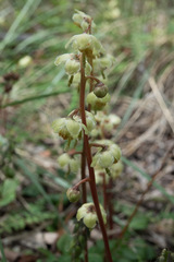 Pyrola chlorantha