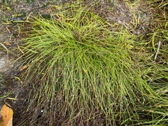 Isolepis cernua