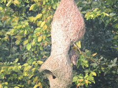 Ploceus philippinus