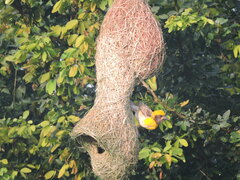 Ploceus philippinus