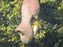 Ploceus philippinus