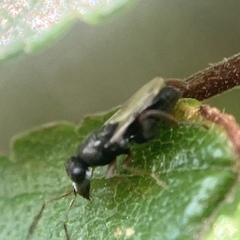 Chalcidoidea