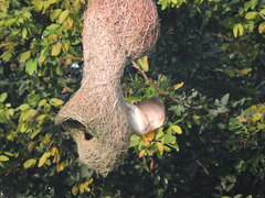 Ploceus philippinus