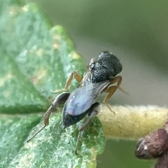 Chalcidoidea