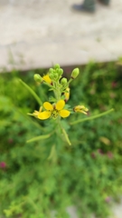 Cleome viscosa