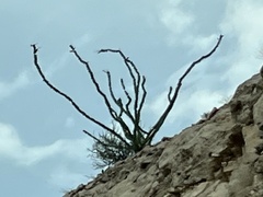 Fouquieria splendens