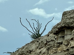 Fouquieria splendens