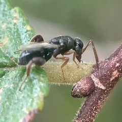 Chalcidoidea