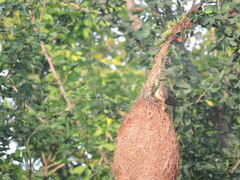 Ploceus philippinus