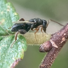 Chalcidoidea