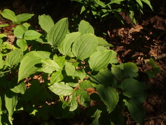 Smilax tamnoides