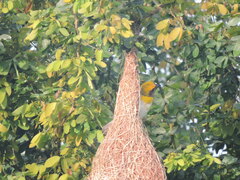 Ploceus philippinus