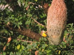Ploceus philippinus