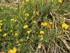 Lotus corniculatus